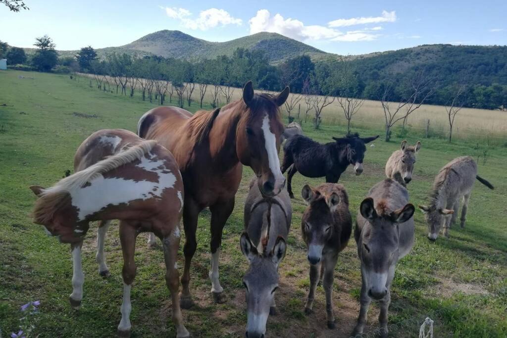 With Swimming Pool, Wellness, Horses And Donkeys Vrlika
